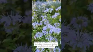 Beautiful field of wild bergamot (bee balm) flowering #shorts #permaculture #herbalmedicine