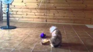 сабака девочка с душой мужика))))) Ржачь!!!! Смотреть всем!!!