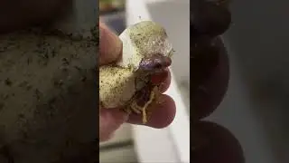 ГДЕ ДАЮТ ПОТРОГАТЬ ЗМЕЙ? ПИТОНЫ НА ШЕЕ? УДАВ!🥶