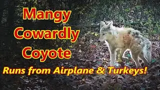 Cowardly Coyote Runs from Airplane and then TURKEYS!  Wow! #coyote