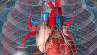 Human Body Organs (Heart with Nervous system Anatomy) | After Effects | After Effects project