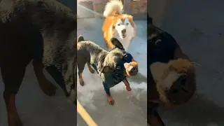 Lobos em bom-dia #lobos #pets