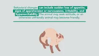 Rabies in Cats: Facts You Should Know | Merck Veterinary Manual