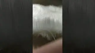 Купил мех