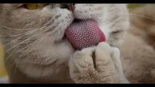 What about our cats? 🙀 | compilation