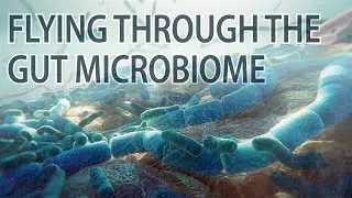 The Human Gut Microbiome animation | gut microbiome | gut bacteria | 