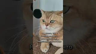 Как тут не сдержаться?🤣 #cat #смешнойкот #безкотаижизньнета #смешныекоты #cutecat #котик #кот #юмор
