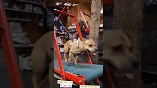 dog on carpet mill