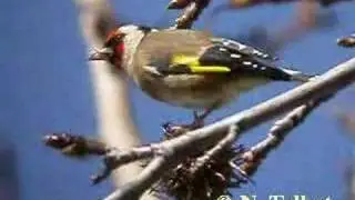 chardonneret élégant