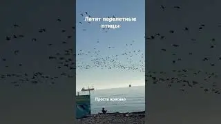 Птицы над морем в Туапсе