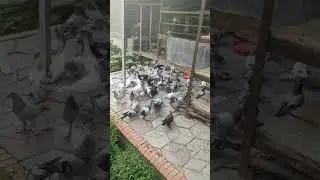 голуби Узбекистана город Самарканд
