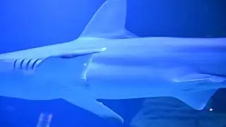 España - Valencia - Oceanografic