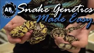 Snake Genetics Made Simple : SnakeBytesTV : AnimalBytesTV