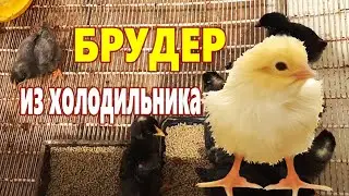 БРУДЕР из холодильника для цыплят СВОИМИ РУКАМИ! Бройлеры в домашних условиях.