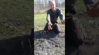 Обрезка куста винограда 1го года