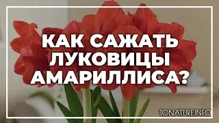 Как сажать луковицы амариллиса? | toNature.Info