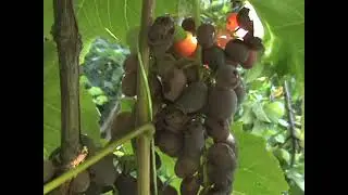 ЛУЧШИЙ ВИНОГРАД  2020 года  УЛЬТРА и просто ранние фрмы.