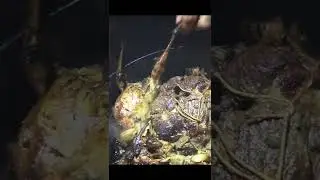 Catch and Cook Canadian Grouse with a Slingshot Part 4