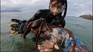 Shallow Water Tako Hunt! // Diving for Octopus Hawaii