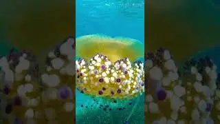 Медузы: Подводные Призраки 😉 #рекомендации #море #медуза