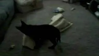 Samson and his blanket