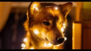 What Are Dogecoin Cash And DogeCash How Are They Different From The Real