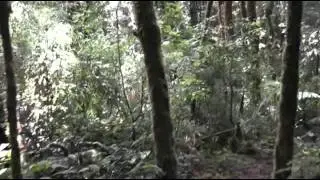 NP Celaque, Honduras