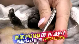 Spitz 8 days old. Trim the puppy's nails. Who went first