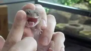 How to assist feed a Leopard gecko