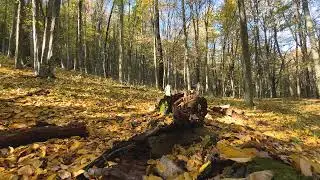 Autumn Forest | 1HOUR of wind and leaves