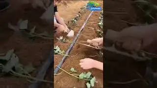 Посадка батата