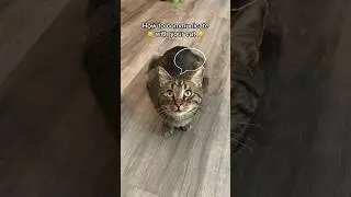 How to communicate with your cat!