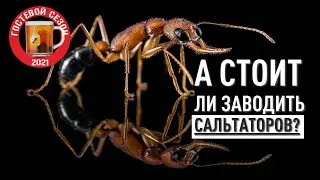 Муравьи от МУРАВУШКИ! - Harpegnathos saltator ЖЕНСКИЙ ВЗГЛЯД!