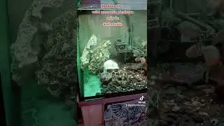 Feeding My Wild Amazonia Pirahnas
