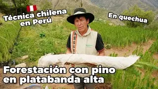 La Forestación con Pino - técnica chilena en Perú