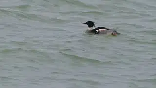 Red-breasted Merganser (Mergus serrator) - Grevelingendam (Netherlands) 29-12-2024