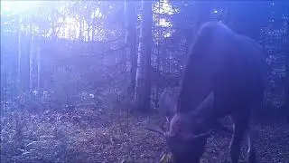 Лось Висимский заповедник 06 10 17