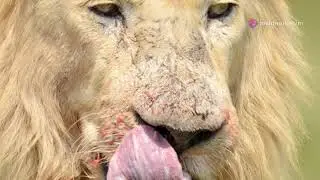 Epic Showdown: Lion Vs Tiger