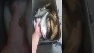 Судак как из пулемета на резинку