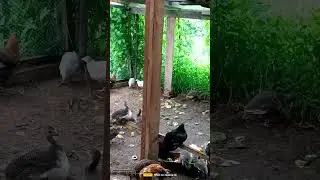 Цесарки дерутся
