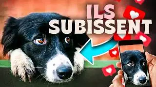 What if humans were dogs’ worst enemies… on Instagram?
