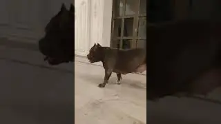 Немецкие доги на фотосессии