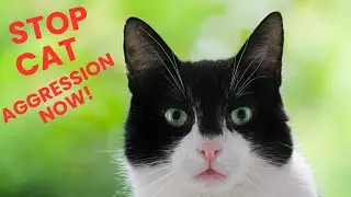 How to Deal With Territorial Cats||Dealing with Territorial Aggression in Cats: Tips & Tricks