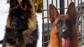 Long Coat or Medium Coat German Shepherd?German Shepherd लाने से पहले वीडियो देखें