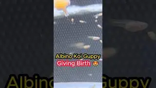 Albino Koi Guppy Giving Birth in The Aquarium Tank