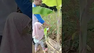 cara ngajarin anak panen cabe di kebun kakek