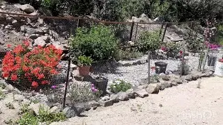 Новая клумба/ цветы