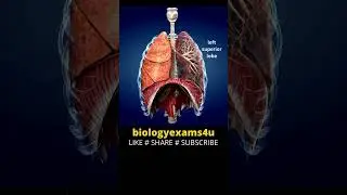 Lungs Anatomy 3D animation