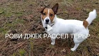 ДЖЕК РАССЕЛ ТЕРЬЕР Рови 🐶 ЛЕСНАЯ ПРОГУЛКА🌳🍃