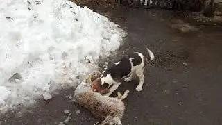 Щенок РПГ и заяц